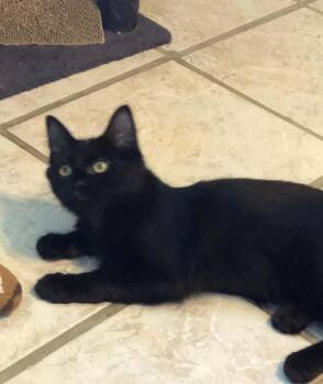 Ozzy -  Domestic Medium Hair Cat for Adoption in Ormond Beach, Florida - Ozzy | PetCurious