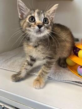 THE JOKER -  Domestic Medium Hair Cat for Adoption in Jacksonville, Florida - THE JOKER | PetCurious