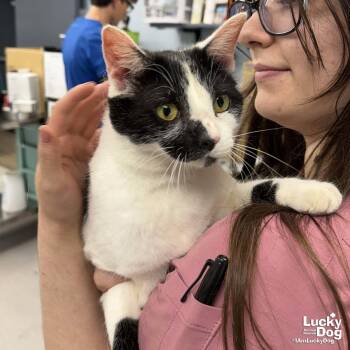 Domestic Short Hair Cats Available for Adoption in Washington, District Of Columbia - Onno | PetCurious