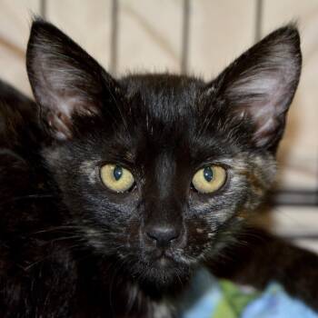 Tabbitha -  Domestic Short Hair Cat for Adoption in Los Angeles, California - Tabbitha | PetCurious