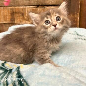 Jolie -  Domestic Short Hair Cat for Adoption in Cheyenne, Wyoming - Jolie | PetCurious