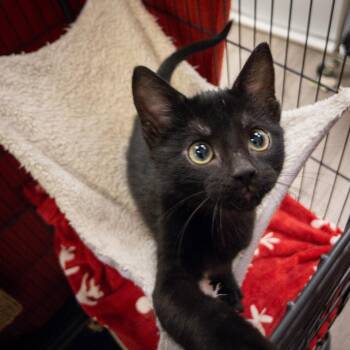 Snookums -  Domestic Short Hair Cat for Adoption in Overland Park, Kansas - Snookums | PetCurious