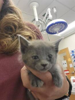 IZZY -  Domestic Medium Hair and Domestic Short Hair Cat for Adoption in Albuquerque, New Mexico - IZZY | PetCurious