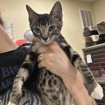 Tic -  Domestic Short Hair Cat for Adoption in Titusville, Florida - Tic | PetCurious