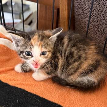 Audrey -  Domestic Short Hair Cat Available for Adoption in Yucaipa, California - Audrey | PetCurious