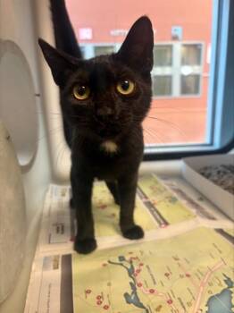 LUNA -  Domestic Short Hair Cat for Adoption in San Jose, California - LUNA | PetCurious
