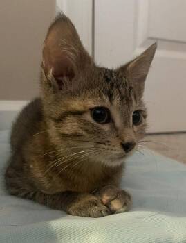 Marie (FCID# 07/27/2026 - 84 Brookhaven PS) C -  Tabby Cat for Adoption in Greenville, Delaware - Marie (FCID# 07/27/2026 - 84 Brookhaven PS) C | PetCurious