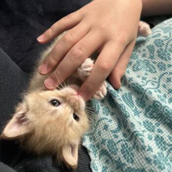 Cream (and Peaches) -  Domestic Short Hair Cat for Adoption in Columbia, Missouri - Cream (and Peaches) | PetCurious