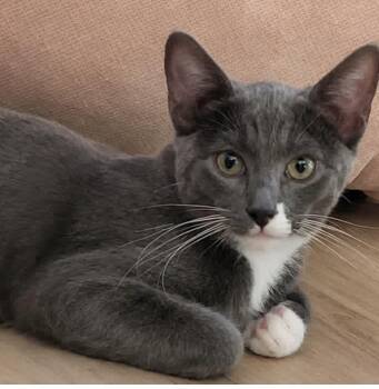 Buster -  Domestic Short Hair Cat for Adoption in Larkfield-wikiup, California - Buster | PetCurious