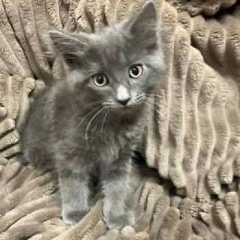 Squirtle -  Domestic Long Hair Cat for Adoption in Green Valley, Arizona - Squirtle | PetCurious