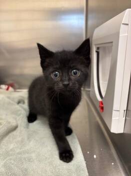 Domestic Short Hair Cats Available for Adoption in Liverpool, New York - Hex | PetCurious