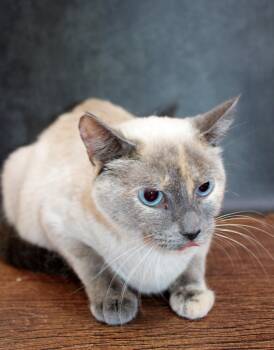 Coco -  Siamese Cat for Adoption in Lee