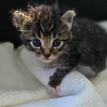 Puddles -  Domestic Short Hair Cat for Adoption in East Hanover, New Jersey - Puddles | PetCurious