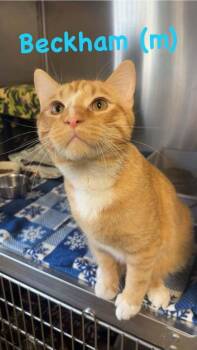 Beckham -  Domestic Short Hair and Tabby Cat for Adoption in Fremont, Nebraska - Beckham | PetCurious
