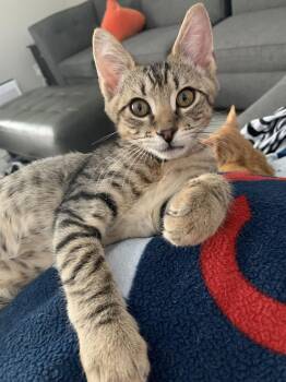 Domestic Short Hair Cats Available for Adoption - Blinky (9705) | PetCurious