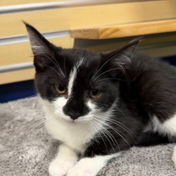 Avery -  Domestic Short Hair Cat for Adoption in Hampton Bays, New York - Avery | PetCurious
