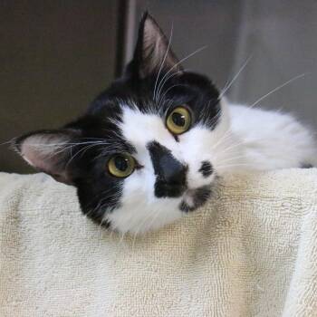Domestic Short Hair Cats Available for Adoption in Pasadena, California - Luigi | PetCurious