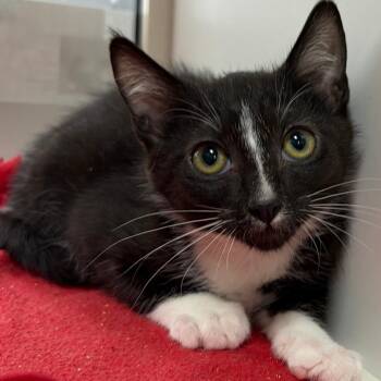 Sunday -  Domestic Short Hair Cat for Adoption in Pleasanton, California - Sunday | PetCurious