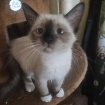 Margaret Hale -  Ragdoll and Siamese Cat for Adoption in Scottsdale, Arizona - Margaret Hale | PetCurious