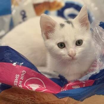 Casper the Friendly Ghost -  Domestic Short Hair Cat for Adoption in Delaware, Ohio - Casper The Friendly Ghost | PetCurious