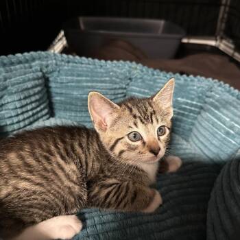 Domestic Short Hair Cats Available for Adoption in Opelika, Alabama - Toast | PetCurious