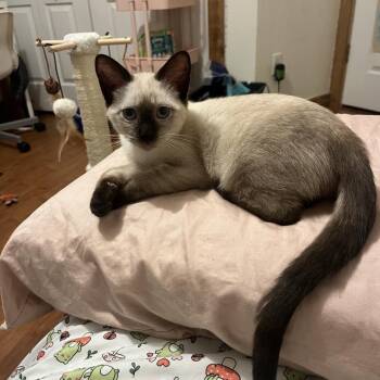 Noodles -  Domestic Short Hair and Siamese Cat for Adoption in Port Richey, Florida - Noodles | PetCurious