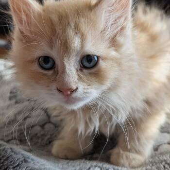 Domestic Long Hair Cats Available for Adoption - Manchego  | PetCurious