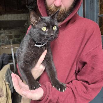 Bruce Lee -  Domestic Short Hair Cat for Adoption in Worcester, Massachusetts - Bruce Lee | PetCurious