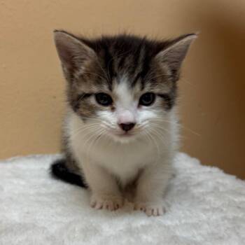 Domestic Short Hair Cats Available for Adoption in Midland, Texas - FWT Newton | PetCurious