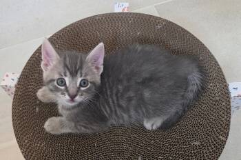 Domestic Short Hair Cats Available for Adoption in Pittsboro, North Carolina - Cheesecake | PetCurious