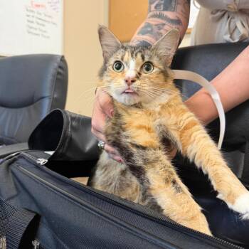 Spice -  Domestic Long Hair Cat for Adoption in Birmingham, Alabama - Spice | PetCurious