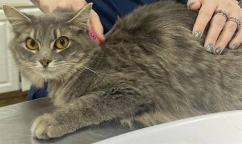Domestic Medium Hair Cats Available for Adoption - RAPTOR | PetCurious
