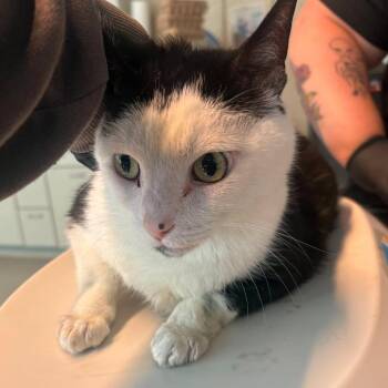 Domestic Short Hair Cats Available for Adoption in Huntington, West Virginia - Amadeus | PetCurious