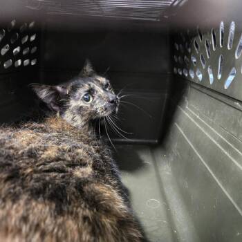 Ellie- Career Cat -  Domestic Short Hair Cat for Adoption in Newark, New Jersey - Ellie- Career Cat | PetCurious