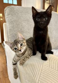 Esme & Roman -  Domestic Short Hair Cat for Adoption in Lemoyne, Pennsylvania - Esme & Roman | PetCurious