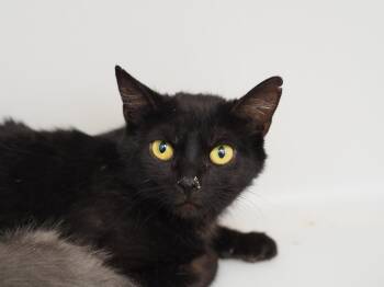 Wafer -  Domestic Short Hair Cat for Adoption in Buena Vista, Colorado - Wafer | PetCurious