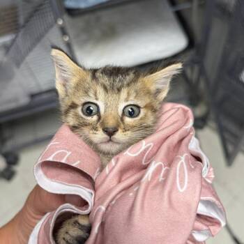 Lil Miss Sass-C -  Domestic Short Hair Cat for Adoption in East St. Louis, Illinois - Lil Miss Sass-C | PetCurious