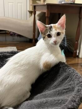 Monica -  Calico and Domestic Short Hair Cat for Adoption in Raleigh, North Carolina - Monica | PetCurious