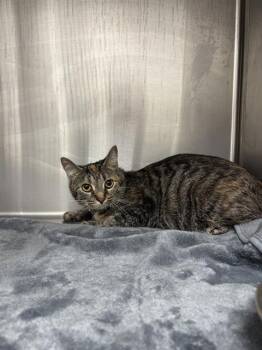 DOLBY -  Domestic Short Hair Cat for Adoption in Indianapolis, Indiana - DOLBY | PetCurious