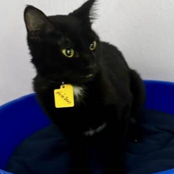 Nimbus - Sweet Youngster -  Bombay Cat for Adoption in Hoquiam, Washington - Nimbus - Sweet Youngster | PetCurious