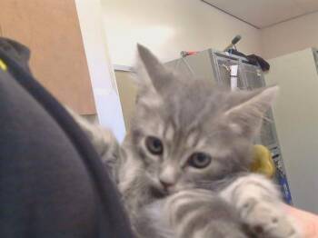 ARGENTINA -  Domestic Short Hair Cat for Adoption in Sacramento, California - ARGENTINA | PetCurious
