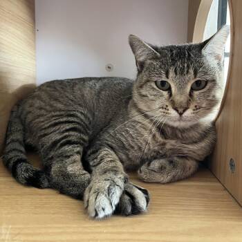 Carina -  Domestic Short Hair Cat for Adoption in Laredo, Texas - Carina | PetCurious