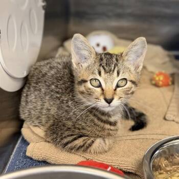 CAMRY -  Domestic Short Hair Cat for Adoption - CAMRY | PetCurious