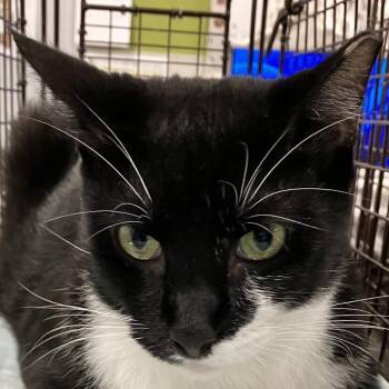 Batman -  Domestic Short Hair Cat for Adoption in Las Cruces, New Mexico - Batman | PetCurious