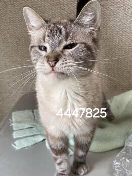 4447825 -  Siamese Cat for Adoption in Lee