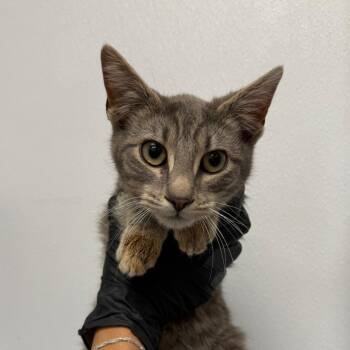 Domestic Short Hair Cats Available for Adoption - BLT (Brave Little Toaster) | PetCurious