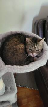 American Shorthair Cats Available for Adoption in Roanoke, Alabama - Piggy | PetCurious