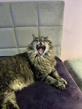 Michonne -  Domestic Medium Hair Cat for Adoption in Absecon, New Jersey - Michonne | PetCurious