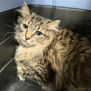 Rescue Tabby Cats for Adoption in Green Valley, Arizona - Lasso | PetCurious