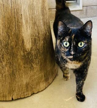Melody (bonded with Peter) -  Domestic Short Hair Cat for Adoption in Phoenix, Arizona - Melody (bonded With Peter) | PetCurious